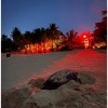 Sea turtle safe bulb
